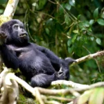 6 Days Rwanda Primates Safari