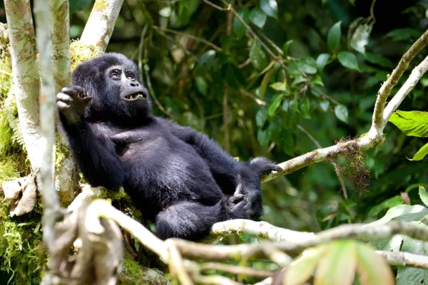 What Is the Difference Between Single and Double Gorilla Trekking 6 Days Rwanda Primates Safari