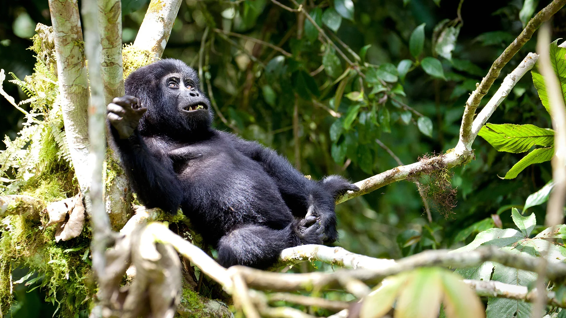 6 Days Rwanda Primates Safari