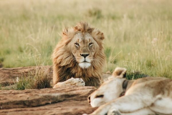 5-Day Upper Mid-Range Best of Tanzania Safari 5-Day Upper Mid-Range Best of Tanzania Safari