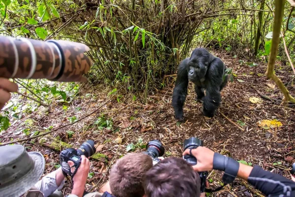 gorilla Trekking Rwanda
