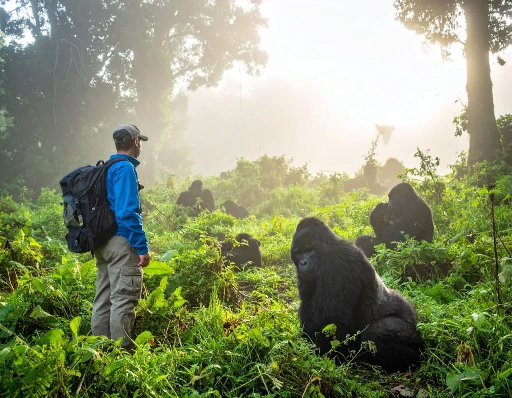 Why Should You Choose Uganda and Rwanda for a Gorilla Safari?
