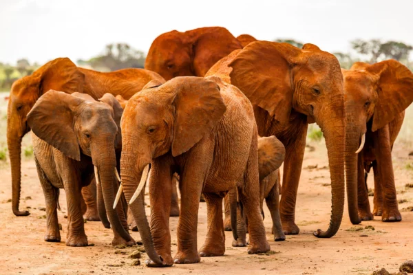 Why Are Tsavo Elephants Red 5 Days Amboseli and Tsavo Safari Experience