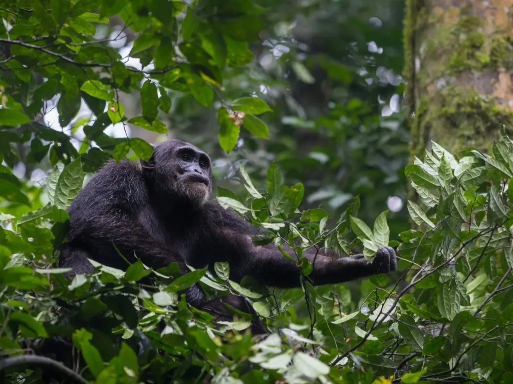 Kibale Forest National Park