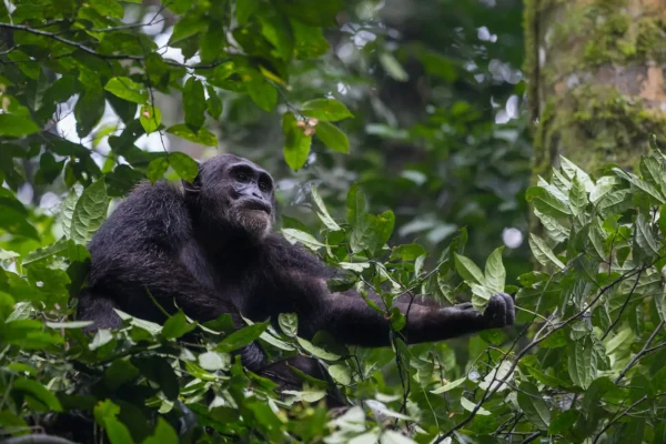 chimpanzee Kibale National Park