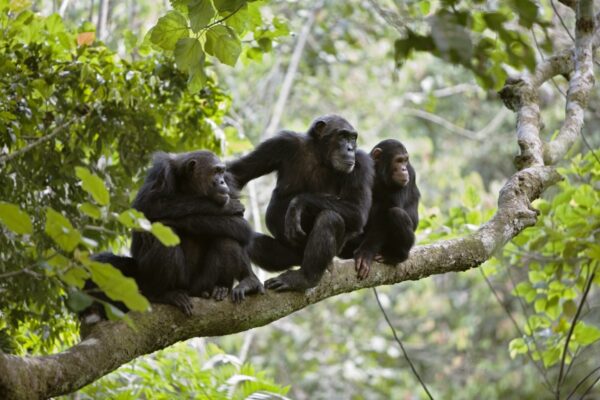 chimpnzee chimpnzee