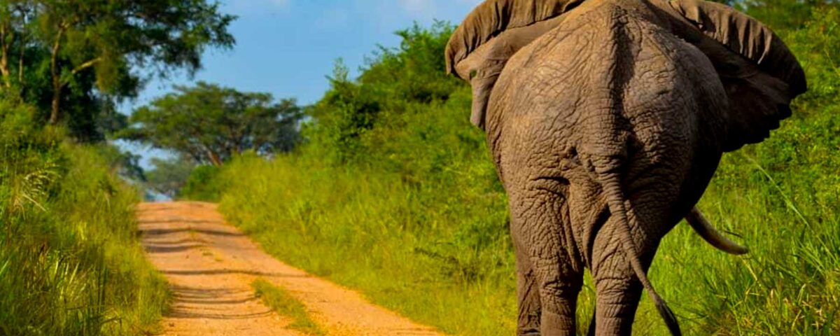 Can you combine Uganda Gorilla Trekking with a Visit to Queen Elizabeth