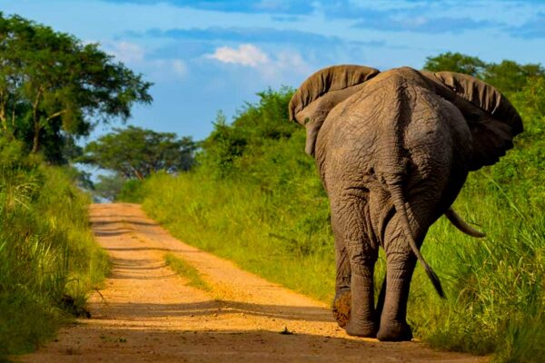game drives in queen-elizabeth-national-park 10-Day Uganda Big Five Safari & Gorilla Trekking Tour