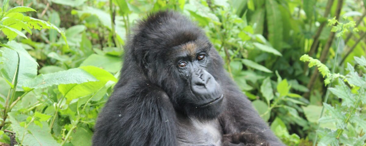 What Are Uganda and Rwanda Gorilla Safari Holidays?