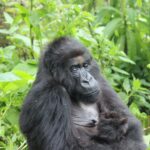 What Are Uganda and Rwanda Gorilla Safari Holidays?