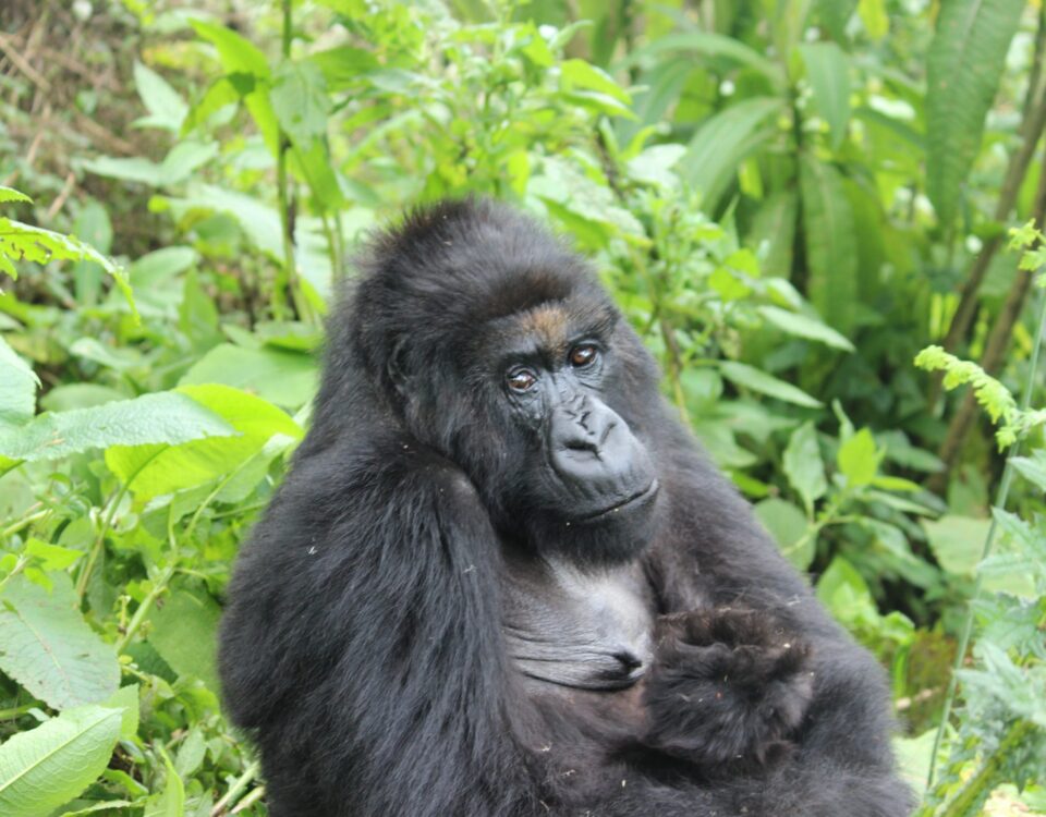 Why Bwindi Impenetrable Forest Is Famous in Uganda
