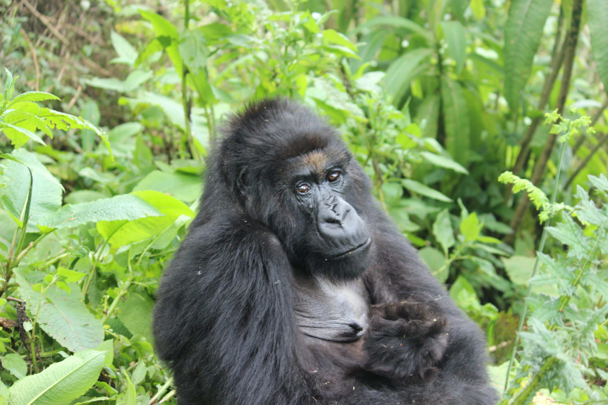 Why Bwindi Impenetrable Forest Is Famous in Uganda