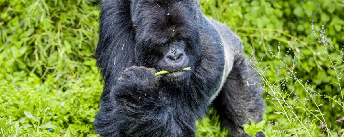 Why Is Bwindi Forest Referred to as an Impenetrable Forest? Nestled in the southwestern corner of Uganda, Bwindi Impenetrable Forest stands as one of Africa's