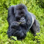 Bwindi Gorilla Trekking Guide