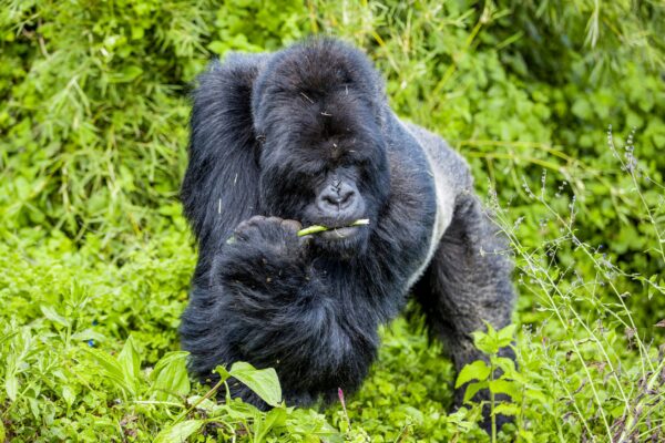 Why Is Bwindi Forest Referred to as an Impenetrable Forest? Nestled in the southwestern corner of Uganda, Bwindi Impenetrable Forest stands as one of Africa's Why Is Bwindi Forest Referred to as an Impenetrable Forest? Nestled in the southwestern corner of Uganda, Bwindi Impenetrable Forest stands as one of Africa's