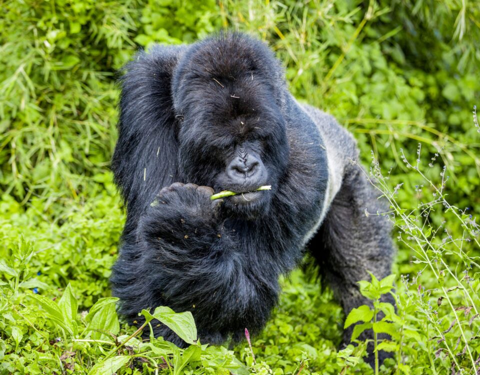 Bwindi Gorilla Trekking Guide