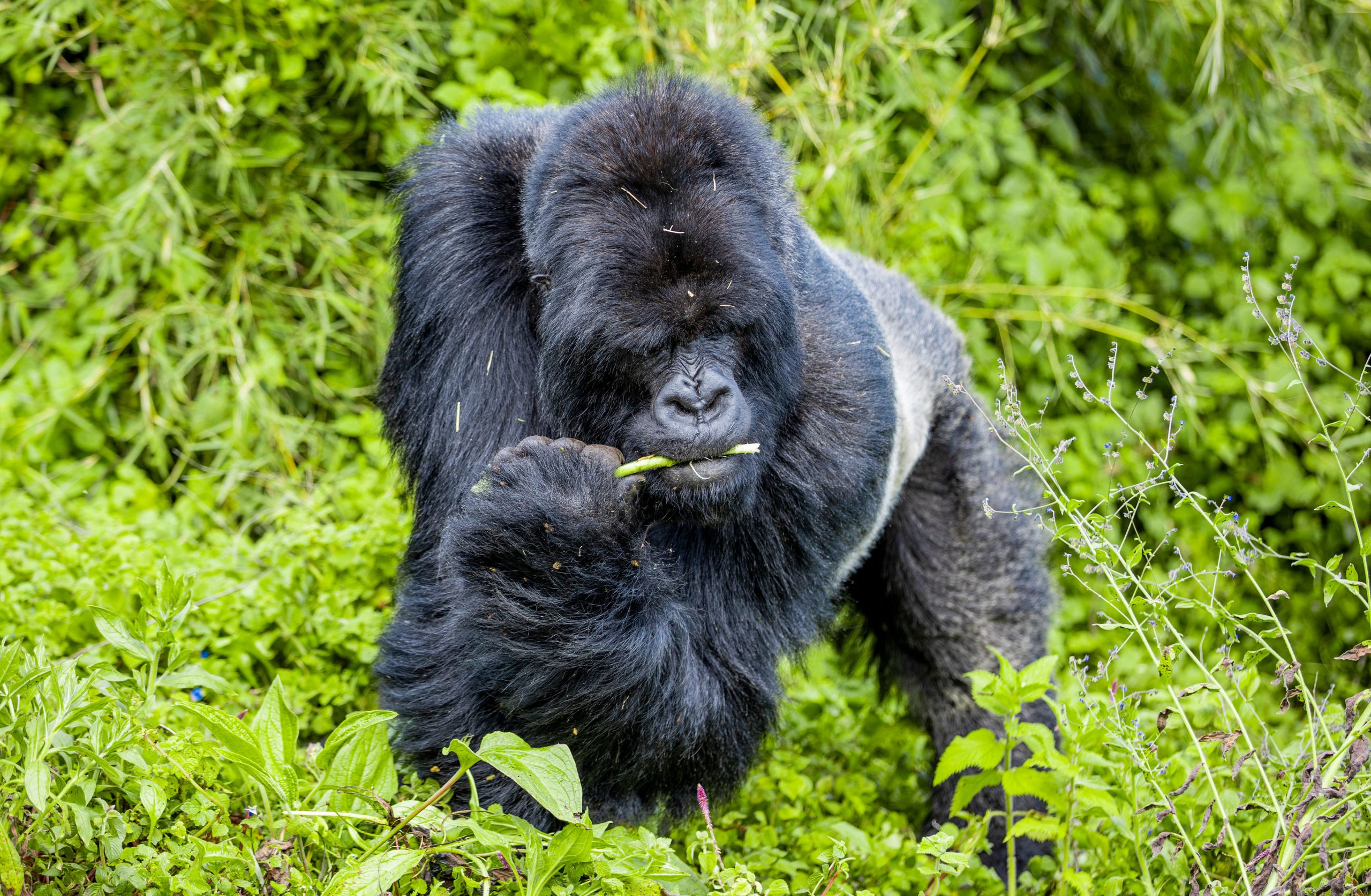 Why Is Bwindi Forest Referred to as an Impenetrable Forest? Nestled in the southwestern corner of Uganda, Bwindi Impenetrable Forest stands as one of Africa's