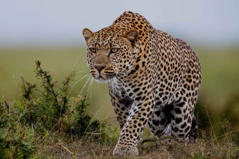 leopard 15 Days Kenya Ultimate Big Five Safari Holiday Expedition