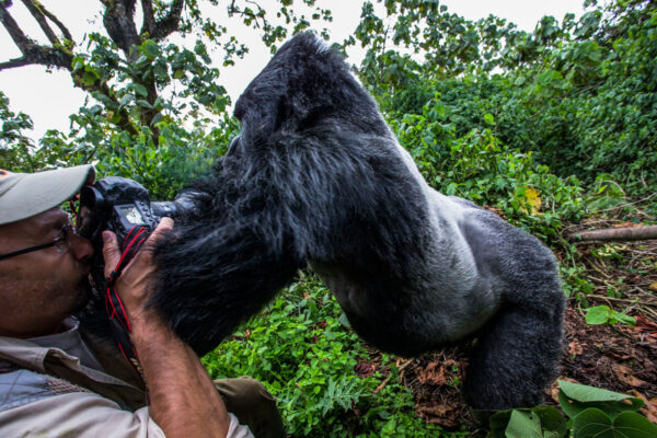 Bwindi Gorilla Trek