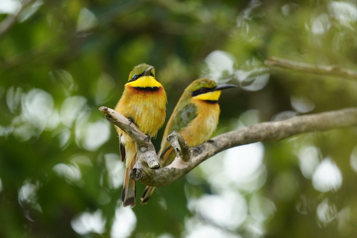 Rwanda Birding Safaris