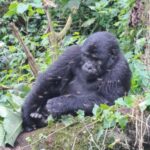 Rwigi Silverback Gorilla