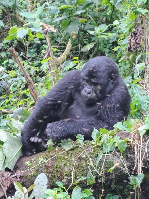 Rwigi Silverback Gorilla