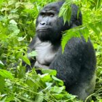 Leadership History of the Busingye Gorilla Family