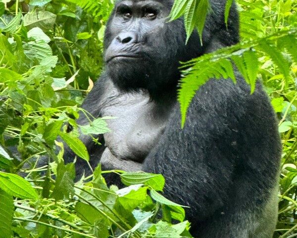 Leadership History of the Busingye Gorilla Family