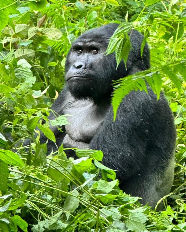 Leadership History of the Busingye Gorilla Family