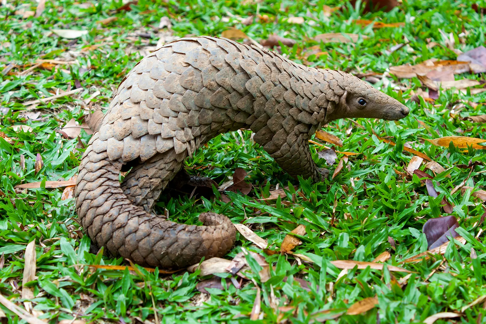 Pangolin Rescue Center in Buhoma