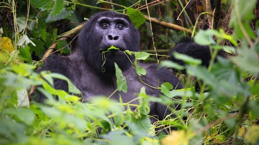 Rurehuka Silverback Gorilla