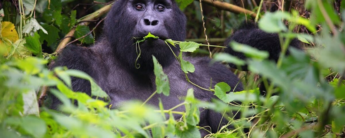 Rurehuka Silverback Gorilla