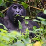 Rurehuka Silverback Gorilla