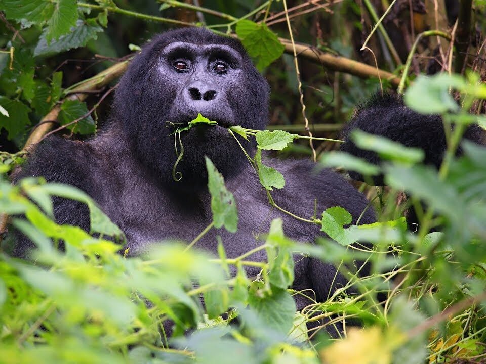 Rurehuka Silverback Gorilla
