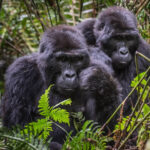 Leadership History of the Bukyingi Gorilla Family