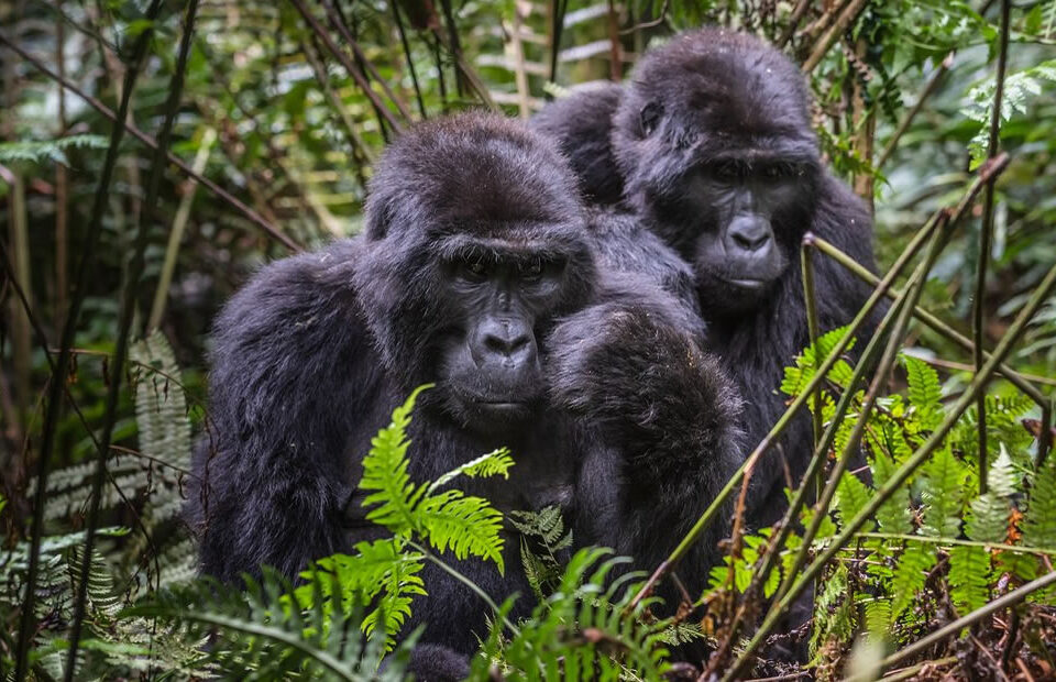 Leadership History of the Bukyingi Gorilla Family