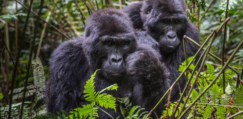 Leadership History of the Bukyingi Gorilla Family