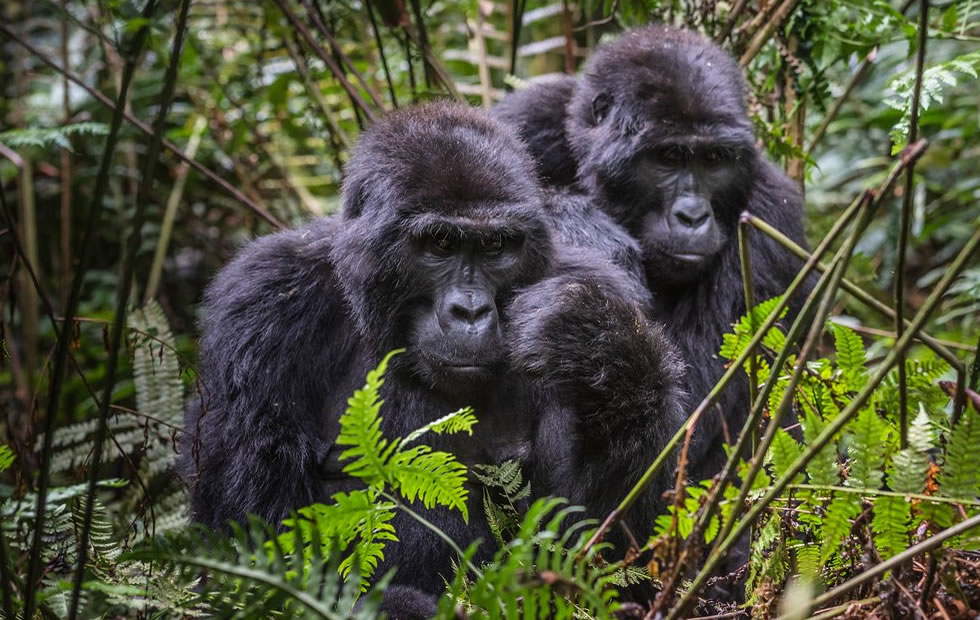 Leadership History of the Bukyingi Gorilla Family