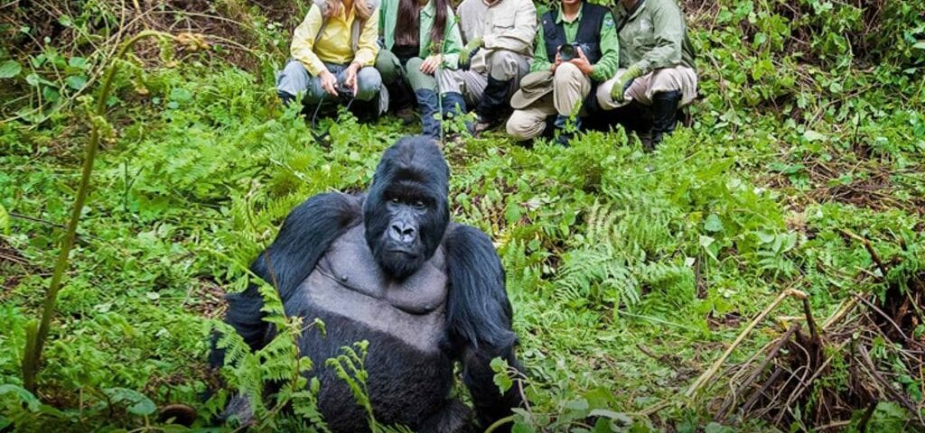 Bushaho Gorilla Family
