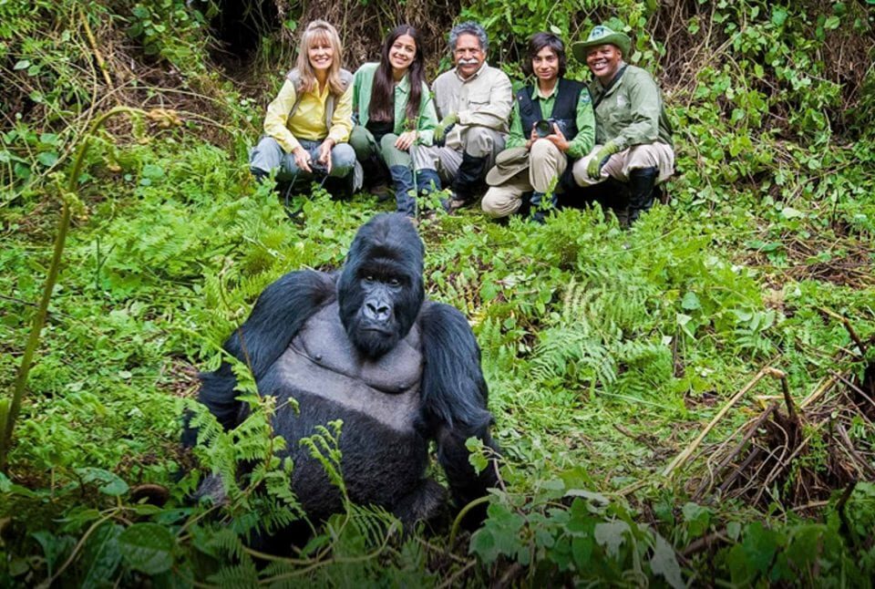 Bushaho Gorilla Family