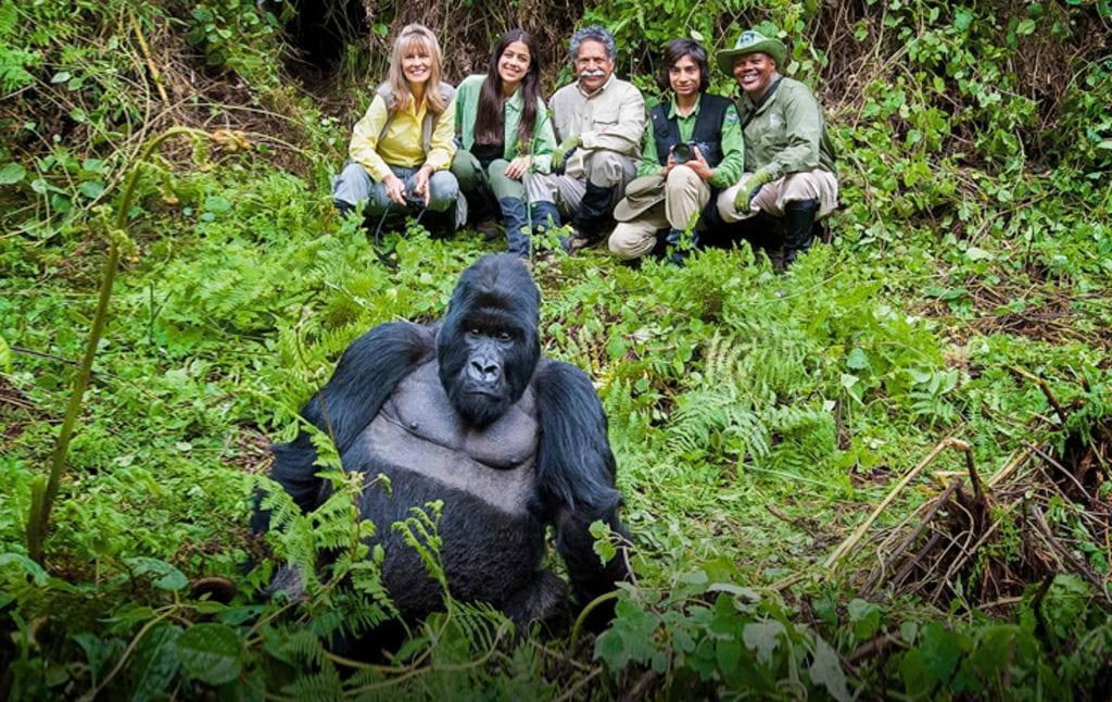 Bushaho Gorilla Family