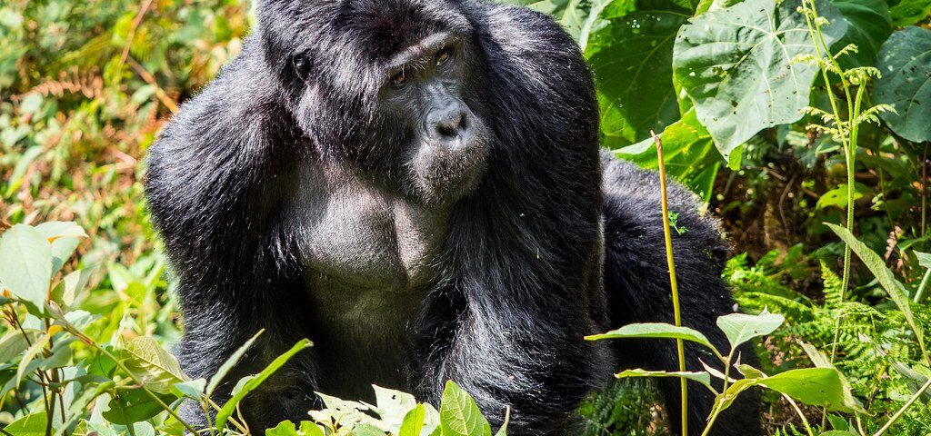 Mutatina Silverback Gorilla