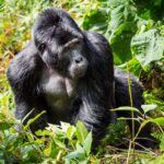 Mutatina Silverback Gorilla