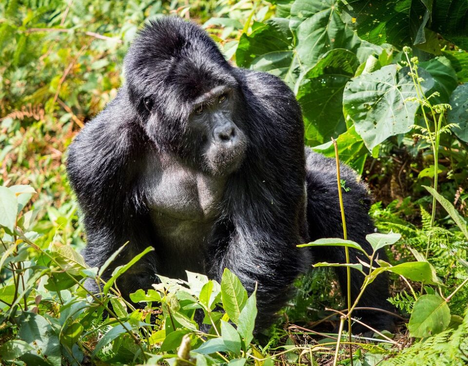 Mutatina Silverback Gorilla