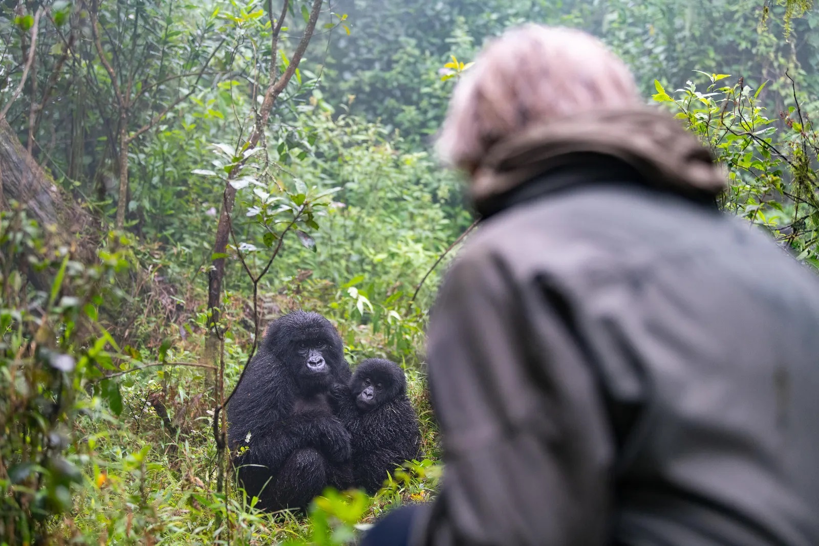 Bwindi Impenetrable National Park Is Best for Gorilla Trekking