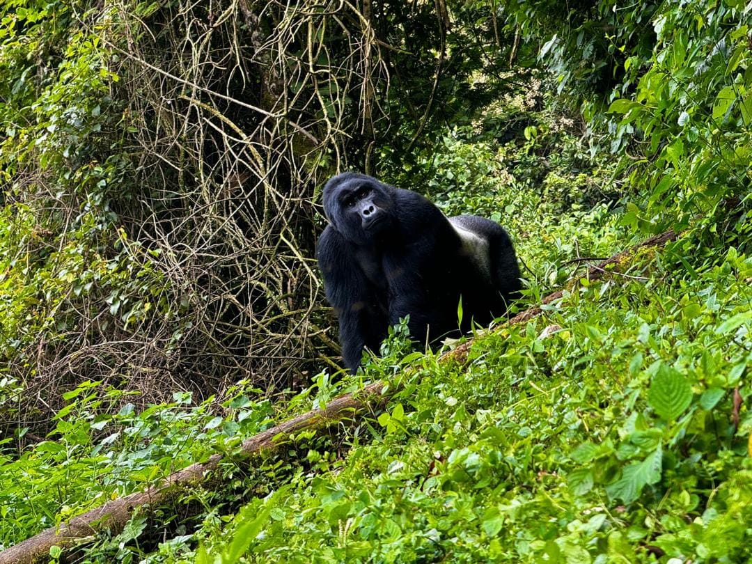 Can You See Mountain Gorillas in Their Natural Habitat in Both Countries?