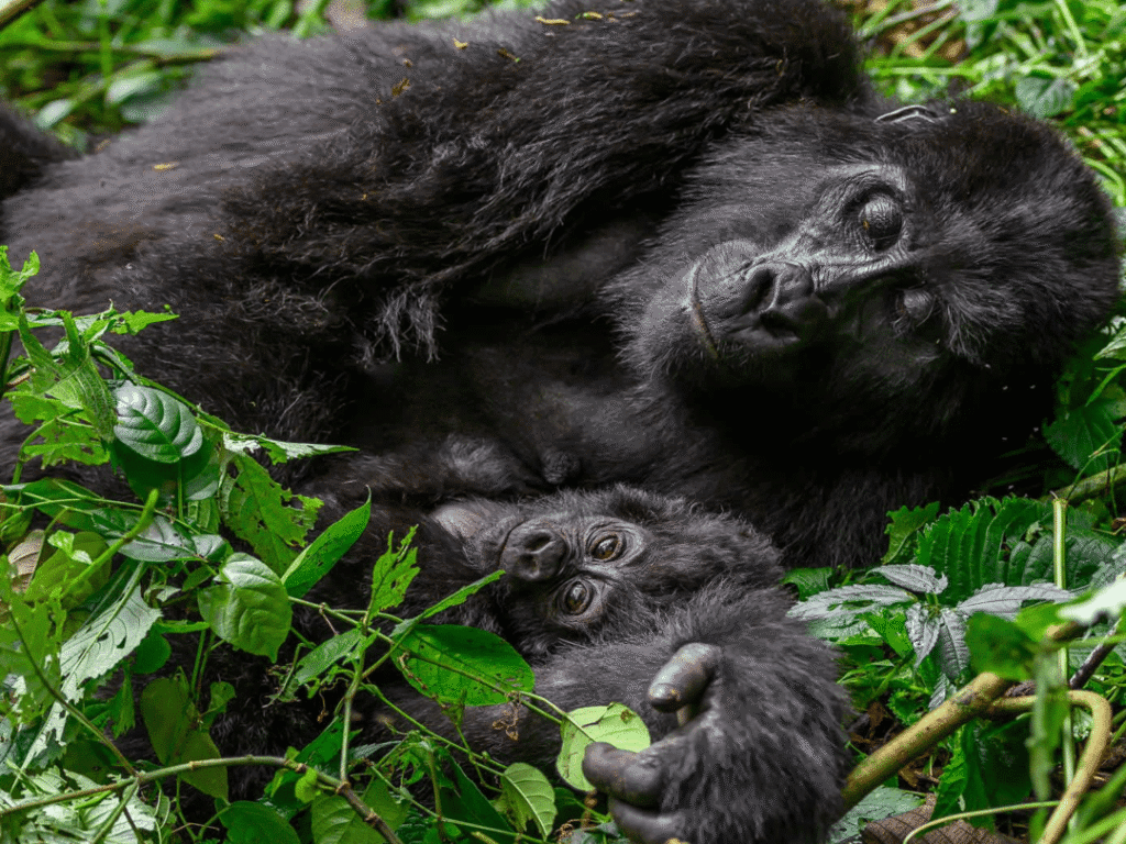 What Makes Uganda and Rwanda Famous for Gorilla Trekking Safaris?