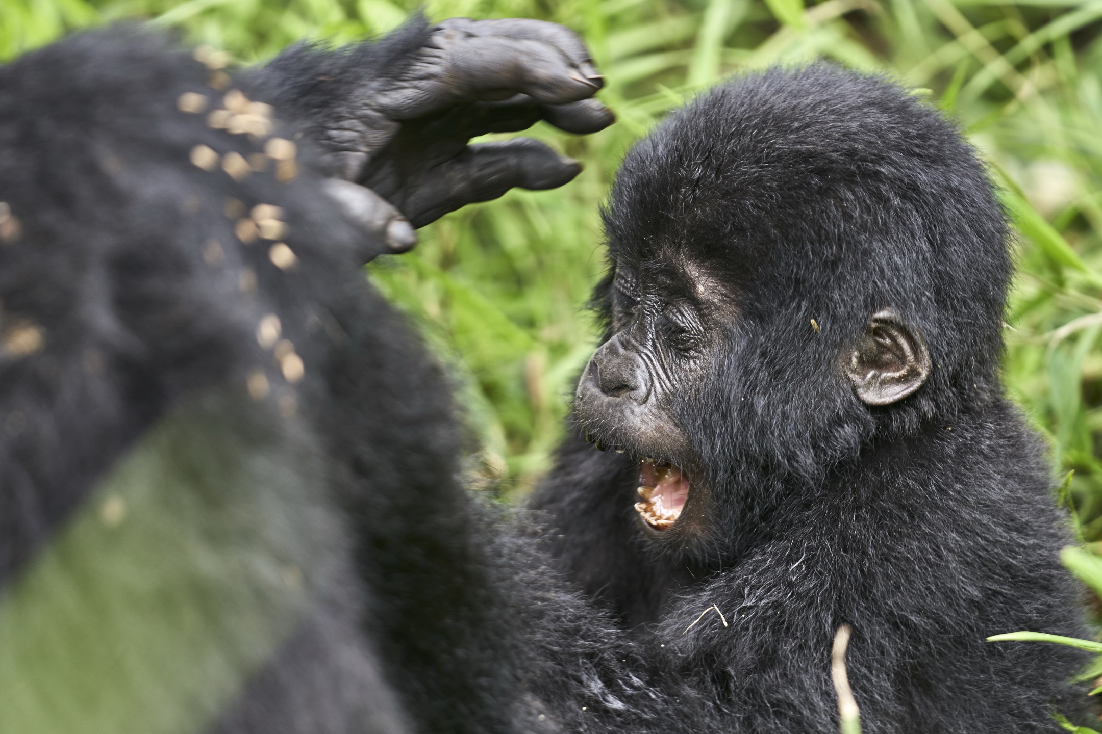 What Type of Backpack Is Recommended for Uganda and Rwanda Gorilla Safaris?