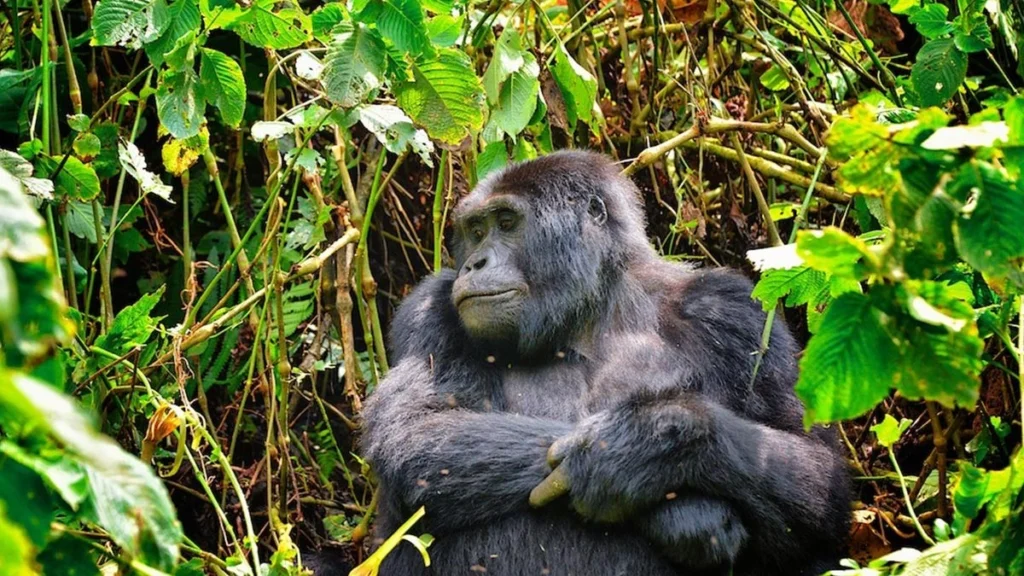 Are Budget Options Available for Gorilla Safaris?