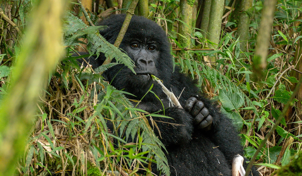 Are Uganda and Rwanda Gorilla Safari Holidays Suitable for First-Time African Travellers?